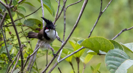 Birds_Bulbuls_Red-Whiskered Bulbul (20220509)_Kuk Po_North District (HK)_495 Birds_Bulbuls_Red-Whiskered Bulbul (20220509)_Kuk Po_North District (HK)_495