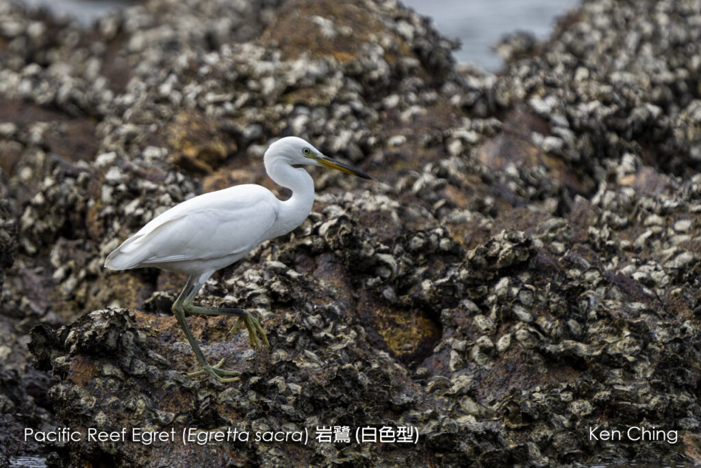 Birds_Egrets _ Herons_Pacific Reef Egret (20211121)_Kuk Po_Tai Po (HK)_248
