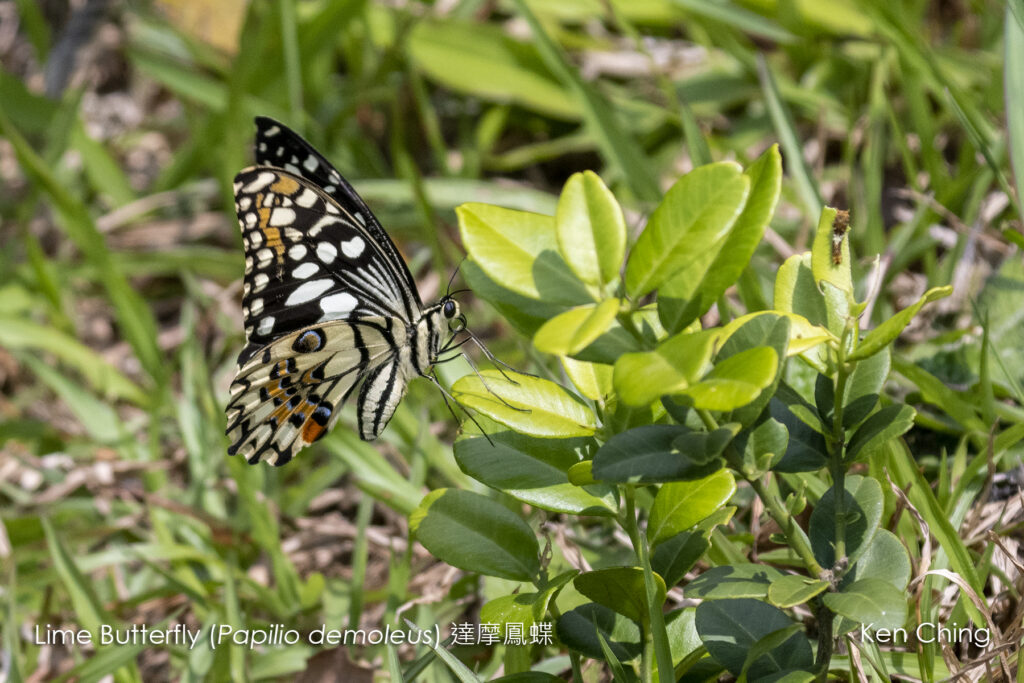 Butterflies_Birdwings _ Swardtails_Lime Butterfly (20220412)_Kuk Po_North District (HK)_244