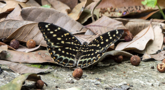 Butterflies_Nymphs_Common Archduke (20220412)_Kuk Po_North District (HK)_Carol Liu_060 Butterflies_Nymphs_Common Archduke (20220412)_Kuk Po_North District (HK)_Carol Liu_060