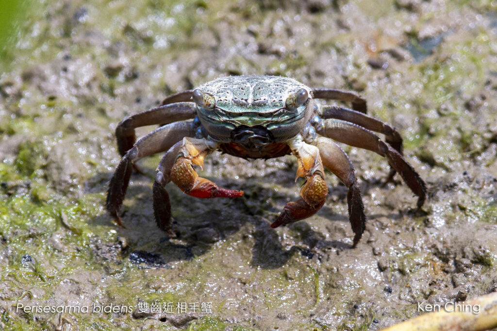 Crustaceans_Sesarma_雙齒擬相手蟹 (20130423)_Tai O_Lantau (HK)_028