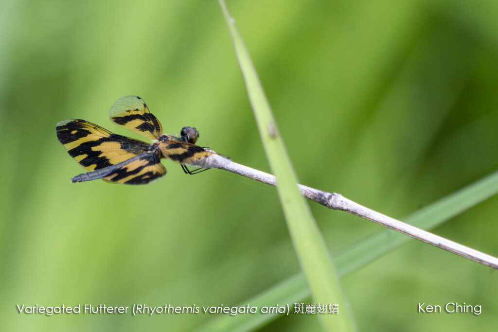 Dragonflies_Perchers _ Skimmers_Variegated Flutterer (20299327)_Ho Chau Road_Yuen Long (HK)_204