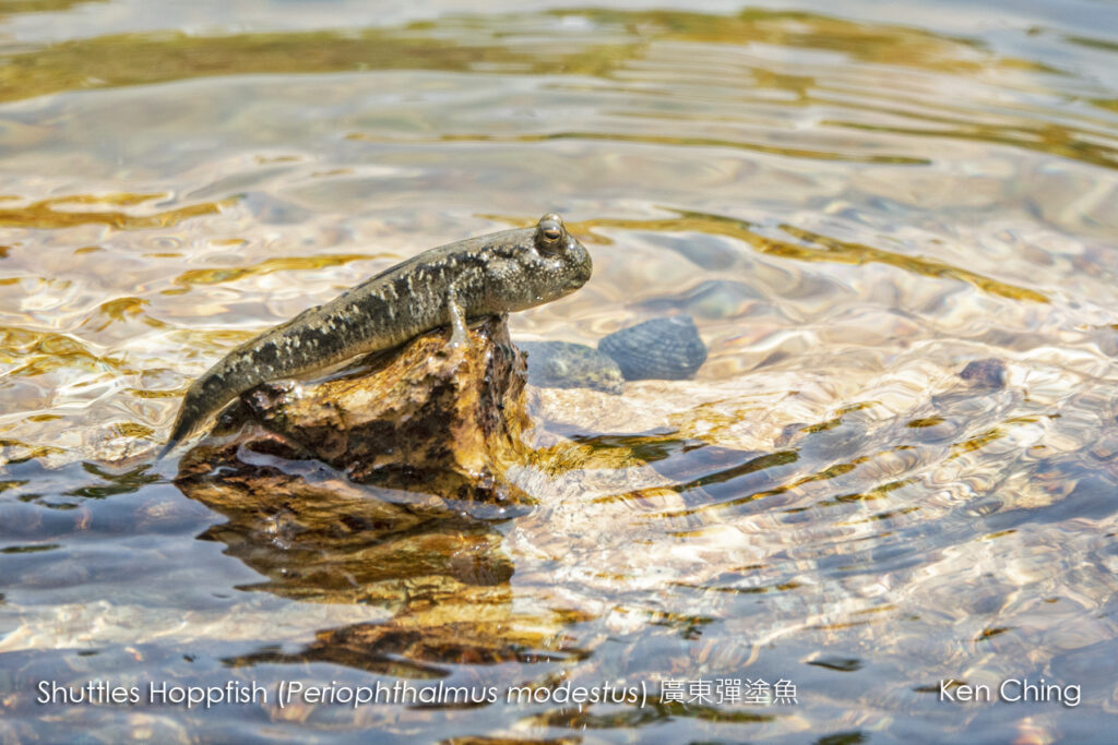 Fishes_Gobies_Shuttles Hoppfish (20220507)_Kuk Po_North District (HK)_083