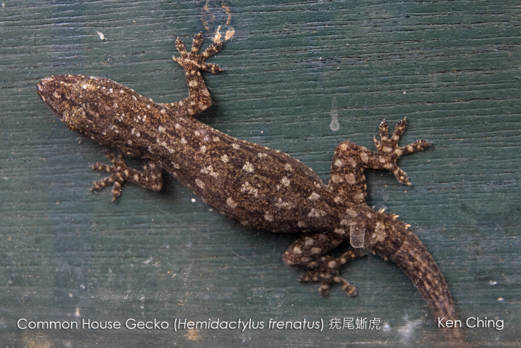 Herps_Geckos_Common House Gecko (20220509)_Kuk Po_North District (HK)_212